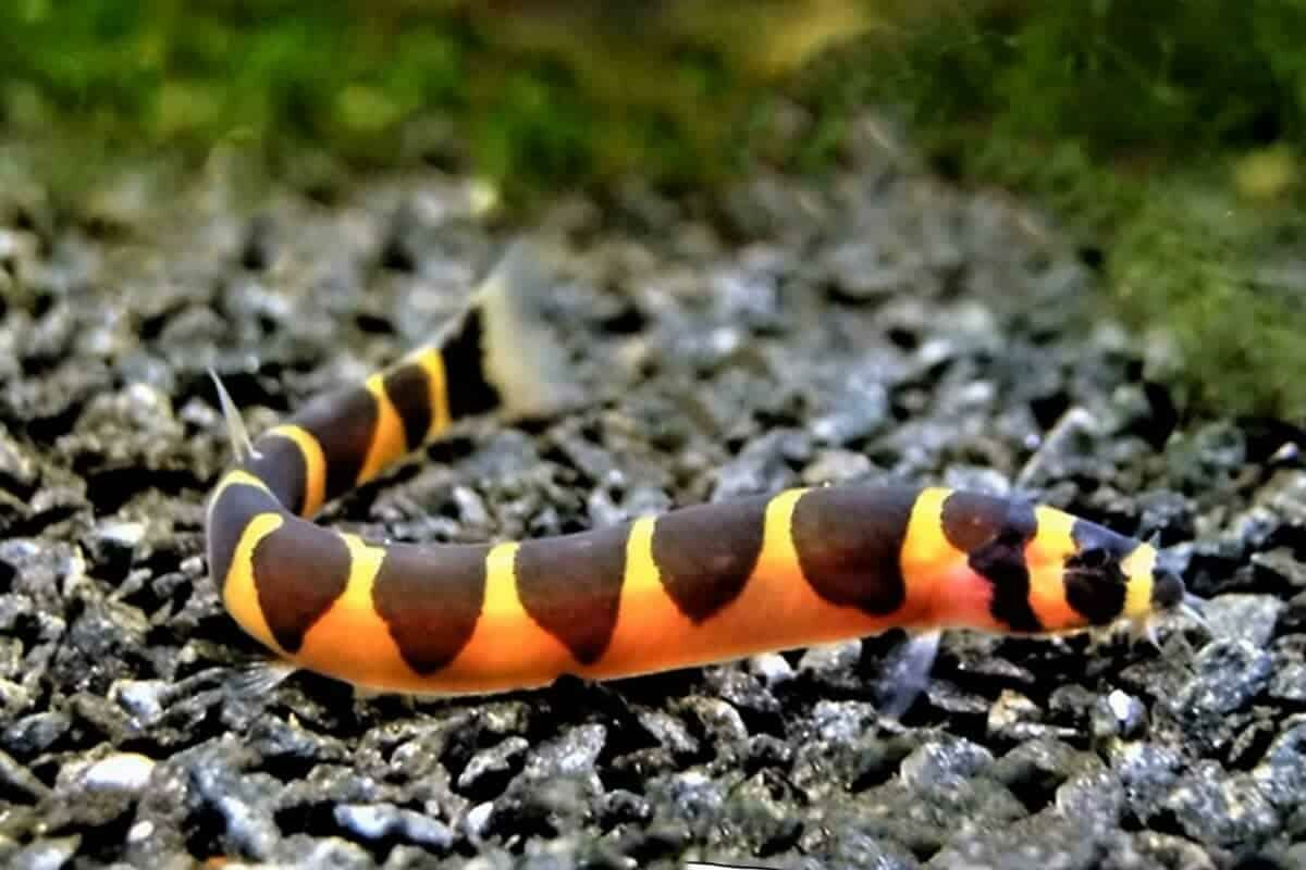 Imagem do Kuhli Loach